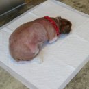 새롬동물병원 이미지