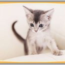 도그마루 강아지고양이 대전점 이미지