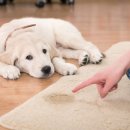 배변의기술 이미지