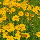 희망의 꽃 이미지