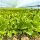 일호농장 이미지