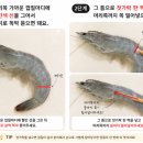 대신택배 | 생새우 택배 내돈내산 후기｜통수산 대신 통영먹푸드 활새우 배송, 손질부터 새우회·버터구이까지