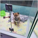 더독스 강아지분양 서울 | 유기견 입양 조건과 준비 과정, 더독스 강아지분양 서울 이야기:)