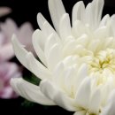 평화상조 이미지