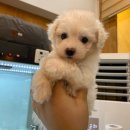 상도그 검암점 이미지