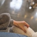 혼자두면 장판뜯어서 차린 개카페 이미지