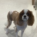 라우프독 이미지