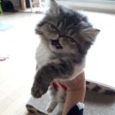 라온 캣 - 고양이 용품의 새로운 기준