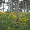 소나무숲 이미지