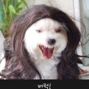 형석 Daum카페