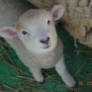 강아지세상 이미지