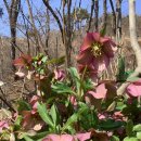 소금꽃정원 이미지