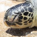 [다시! 제주문화] (76) 바다거북과 인간 함께 사는 공존의 길은? 이미지