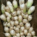 입동농장 이미지