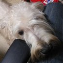 애플펫동물병원 이미지