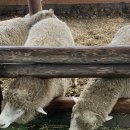 삼만목장 이미지