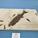 세계화석광물박물관 이미지