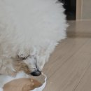 사옹이언니