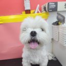 봉쥬르 밀크숑 | 말티즈 목욕 김해 강아지 미용 외동 강아지 미용 '봉쥬르 밀크숑' 목욕후기