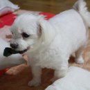 삼 덴탈 이미지