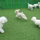 제제네멍치원(성내점) 네이버블로그