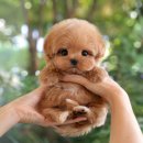 울산 강아지분양 미유펫 이미지