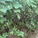 🌳 숲체험 - 네번째 이야기 "어미새가 알을 낳아요" 🕊 이미지