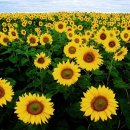 Loss of Love(영화 "Sunflower)-Henry Mancini Orchestra 이미지