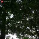 현충원 산책길 이미지