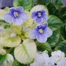 도도버드 이미지