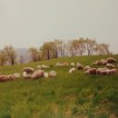 호산나목장 이미지