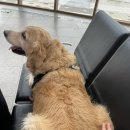 [🐶대형견 제주여행] 울 댕댕 견생 첫 제쥬 🐶 부산-&gt;완도-제주 실버클라우드 ⛴️🛳️🚢