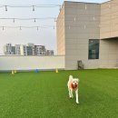 다율 상상 약국 네이버블로그