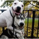 행복하개 이미지