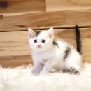 베베캣 고양이 이미지