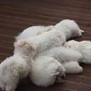 리사앤루이 프리덤 이미지