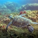 푸른바다 이미지