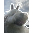 고쳐줄개 이미지