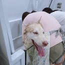 도그토피아 이미지