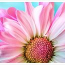 새들피아노 이미지