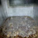 Korean Wild Ale﻿ 이미지