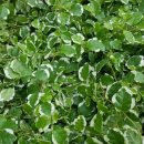 참솔마을 월드메르디앙(아) 이미지