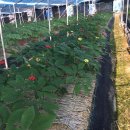 천풍농장 이미지