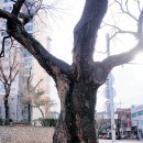 느티나무 한약국 이미지