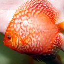 디스커스코리아 이미지