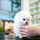 몽몽이하우스 인천연수점 이미지