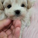 장군켄넬 이미지