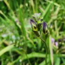 보라농장2 이미지