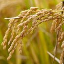 홍원바이오아그로 이미지