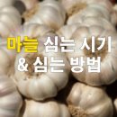 마늘심는시기(파종시기) 마늘심기 늦지 않았어요! 이미지